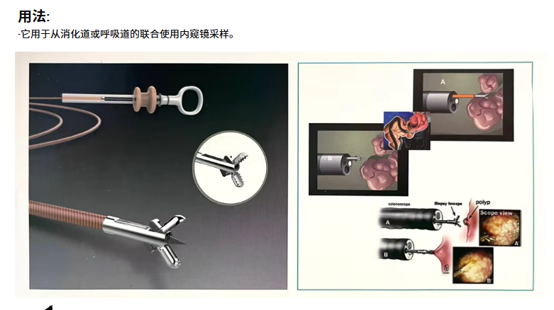 Flexible shaft and distal biopsy jaws close-up